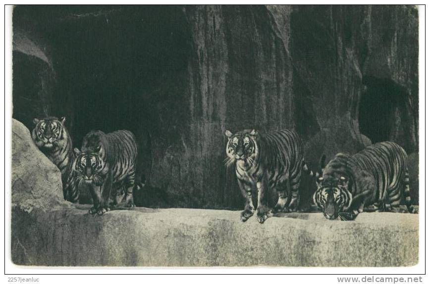 CP Un Groupe De Tigres  Au Parc Zoologique De Vincennes - Tigers