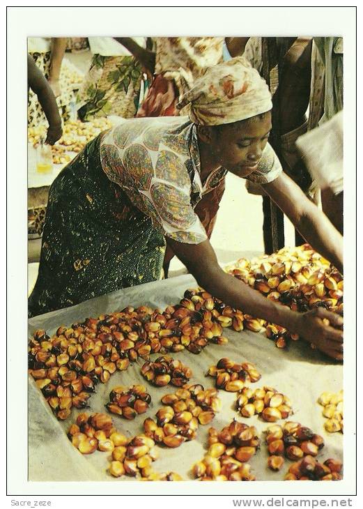 CPM CONGO-POINTE NOIRE-21/12/93-la Vendeuse De Noix De Palmes - Pointe-Noire