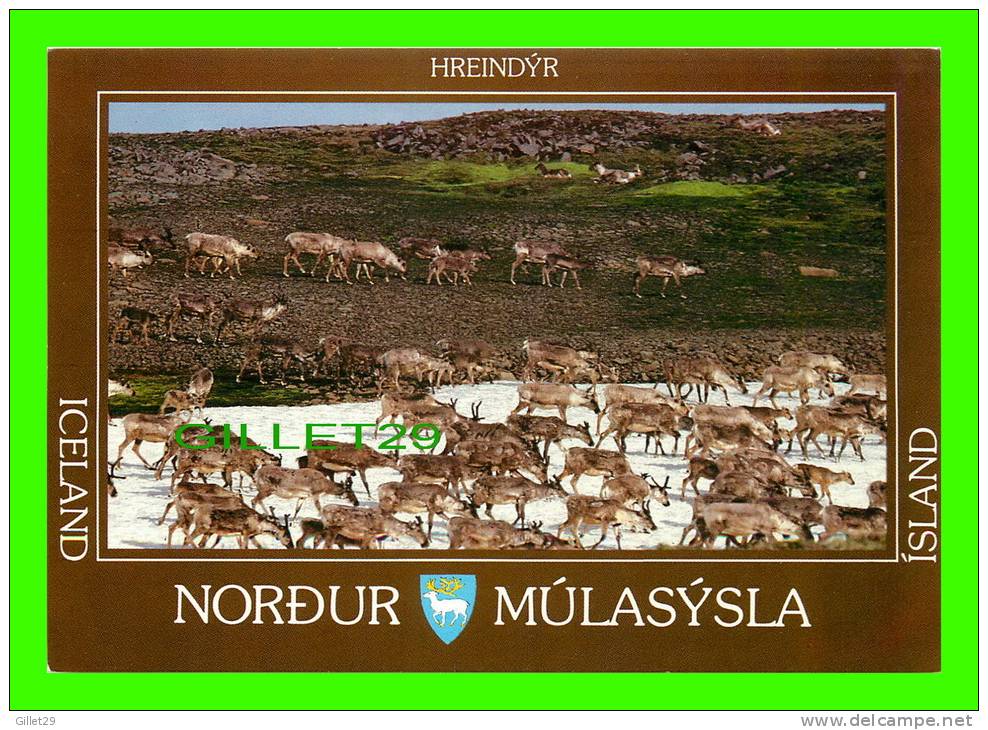 ICELAND - HREINDYR, NORDUR MULASYSLA - LITBRA H.F. - PHOTO SKAEPHÉOINN PORISSON - - Islande