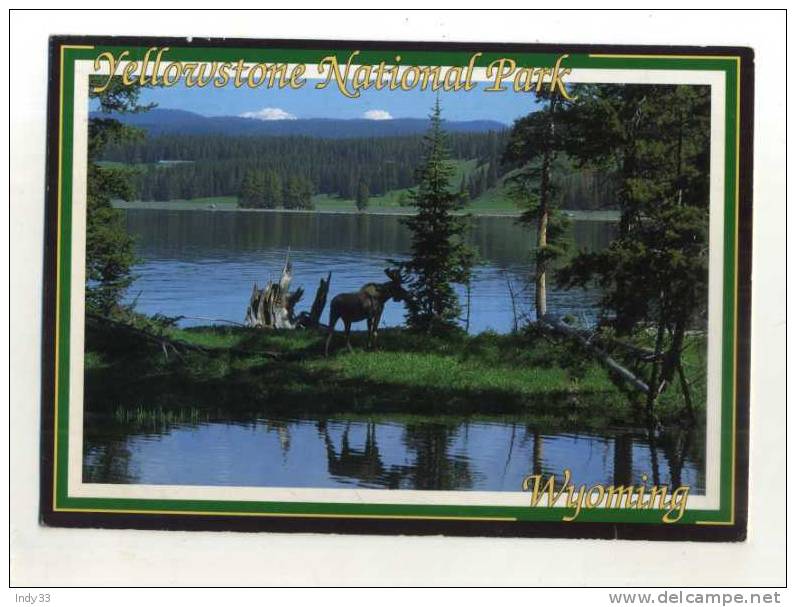 - USA . WYOMING . YELLOWSTONE NATIONAL PARK . MOOSE IN LAKE AREA  . - Yellowstone