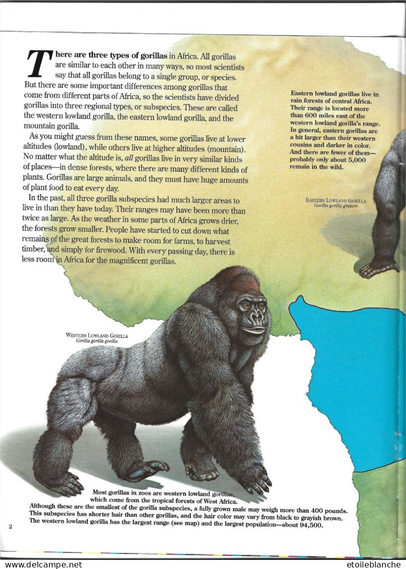 Gorillas, Wildlife / Gorilles, Livre Educatif, Photos, Dessins, Squelette, Vie Sauvage / Zoo Book / - Vida Salvaje