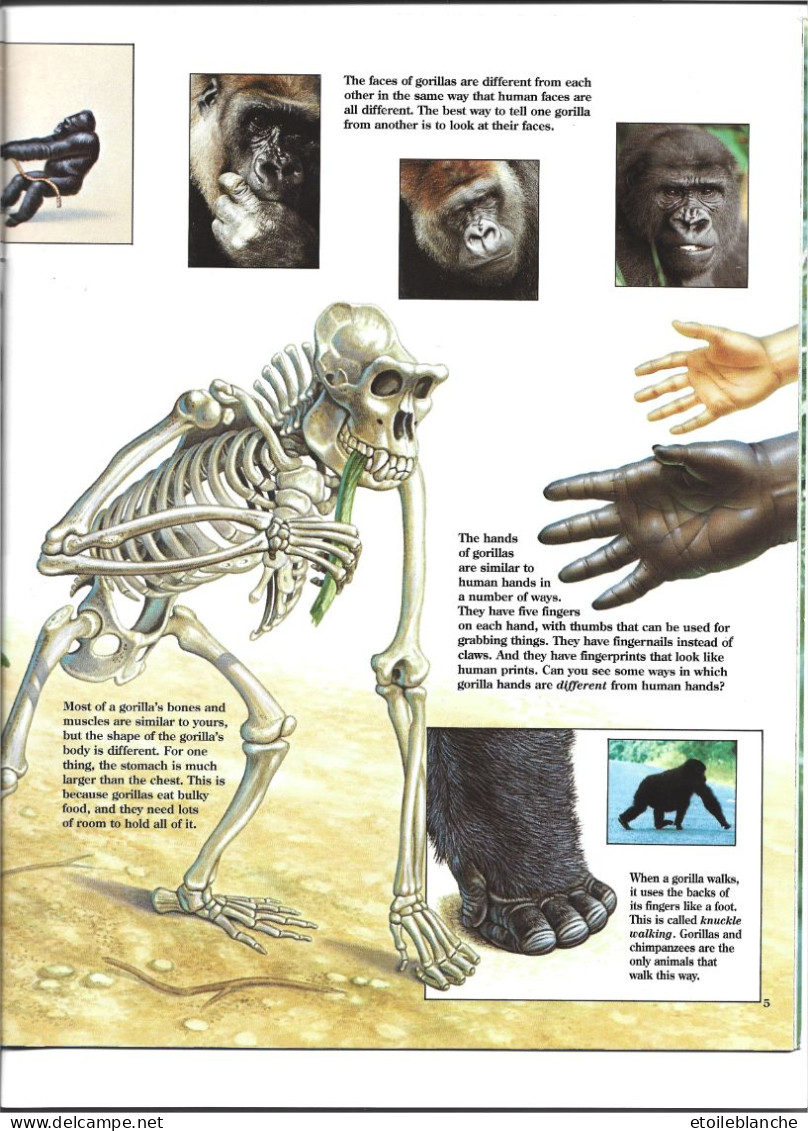 Gorillas, Wildlife / Gorilles, Livre Educatif, Photos, Dessins, Squelette, Vie Sauvage / Zoo Book / - Fauna