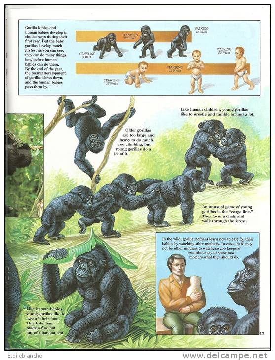 Gorillas, Wildlife / Gorilles, Livre Educatif, Photos, Dessins, Squelette, Vie Sauvage / Zoo Book / - Vie Sauvage
