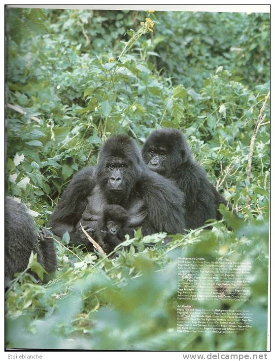 Gorillas, Wildlife / Gorilles, Livre Educatif, Photos, Dessins, Squelette, Vie Sauvage / Zoo Book / - Vita Selvaggia