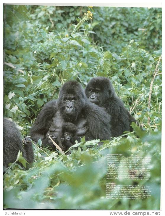 Gorillas, Wildlife / Gorilles, Livre Educatif, Photos, Dessins, Squelette, Vie Sauvage / Zoo Book / - Wildlife