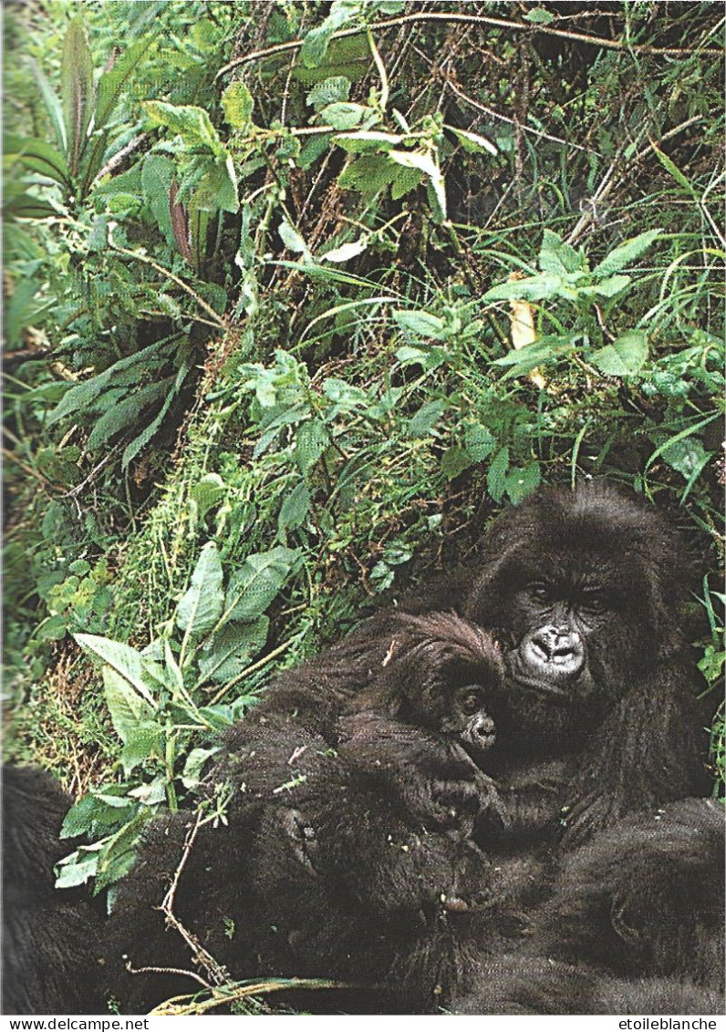 Gorillas, Wildlife / Gorilles, Livre Educatif, Photos, Dessins, Squelette, Vie Sauvage / Zoo Book / - Fauna