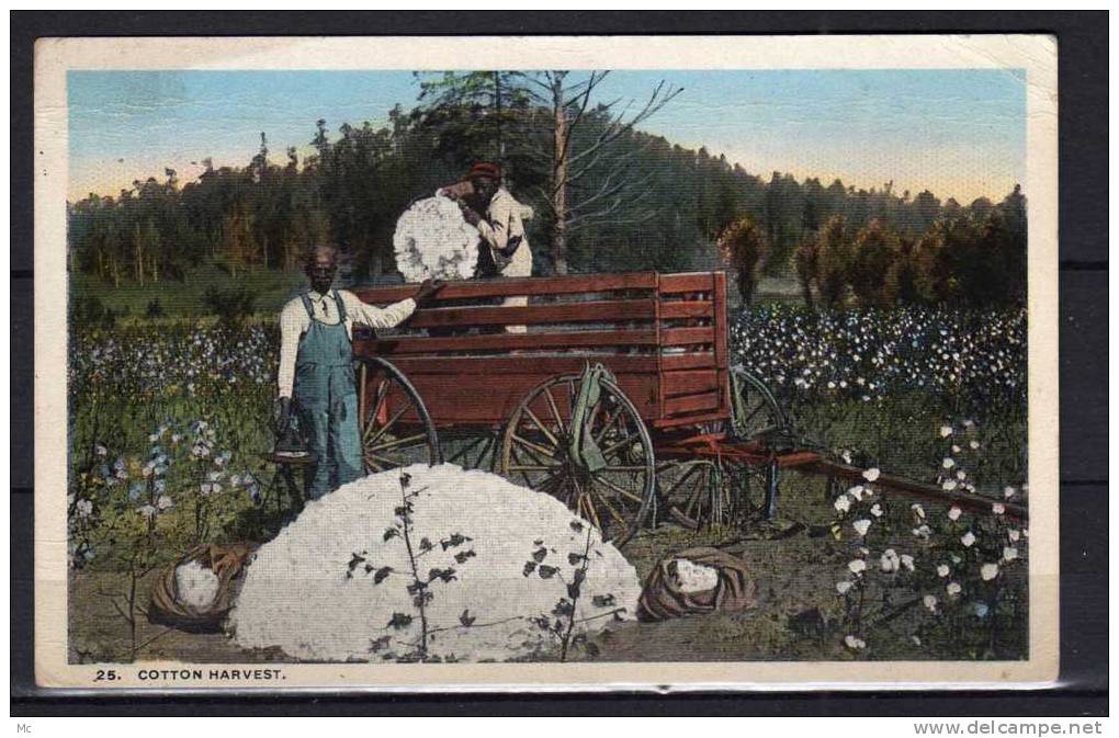 Etats-Unis -  Cotton Harvest - Récolte Du Coton  - Colorisée - Otros & Sin Clasificación