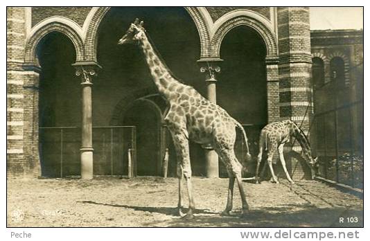 N°15442 -carte Photo Girafes - Jirafas