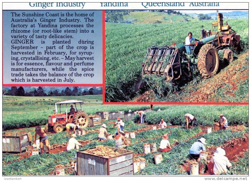 Yandina, Queensland - The Ginger Industry, Unused Wren - Autres & Non Classés