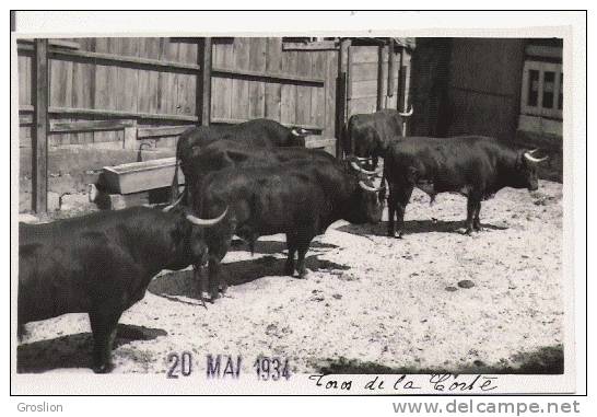 TOROS DE LA CORTE 1934 (CARTE PHOTO) - Taureaux