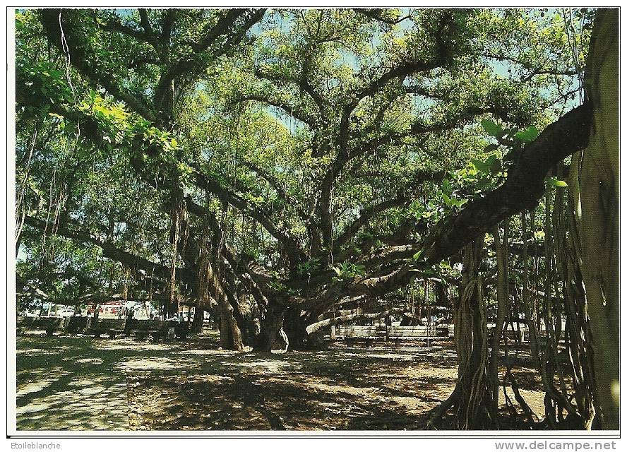 Arbre Géant, Banyan Tree, Le Plus étendu Du Monde, Lahaina, île De Maui, Hawaii / A Lot Of Roots Which Form Trunks - Arbres