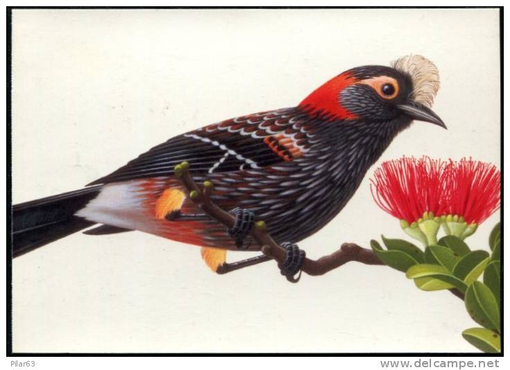 USA 1997 - MINT STAMPED POSTAL CARD - CRESTED HONEYCREEPER - Songbirds & Tree Dwellers