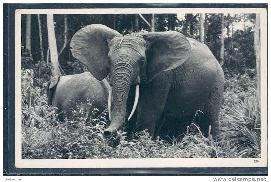 Eléphant, - Elefantes