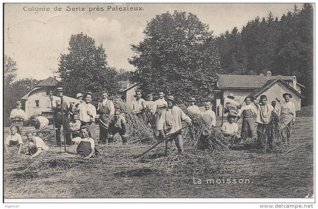 014 - Colonie De Serix Près Palézieux La Moisson - Palézieux