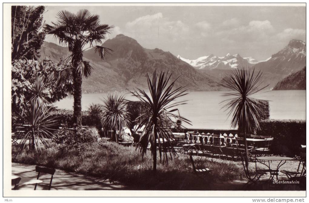 Idyll In Hertenstein Am Vierwaldstättersee - Wald