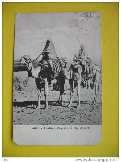 Aden Arabian Camels In The Desert - Yémen