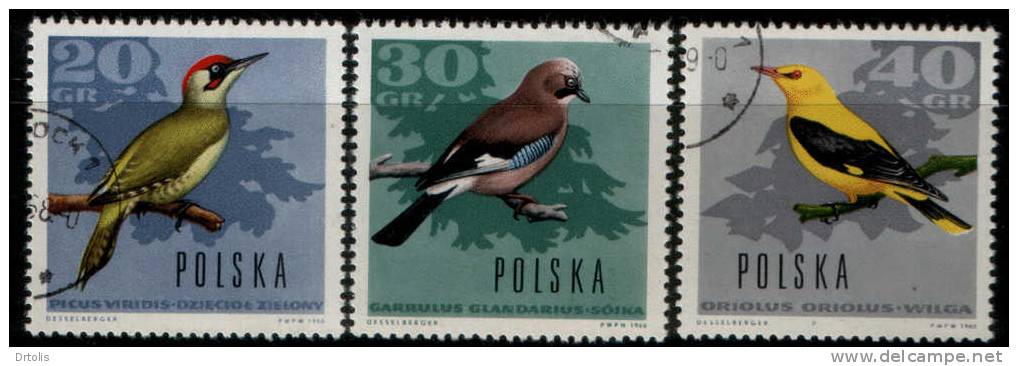 BIRDS / POLAND / 3 VFU STAMPS   . - Piciformes (pájaros Carpinteros)