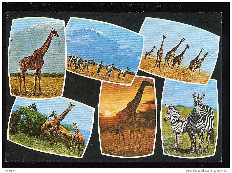 CPM Faune Animaux  GIRAFES &amp; ZEBRES Multi-vues - Giraffes