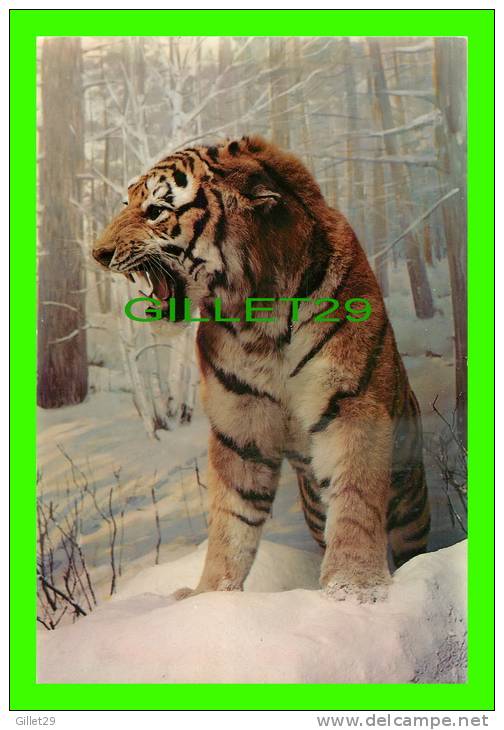 ANIMALS - SIBERIAN TIGER (FELIS TIGRIS AMURENSIS) - DIMENSION 15 X 23 Cm - DEXTER PRESS - - Tijgers