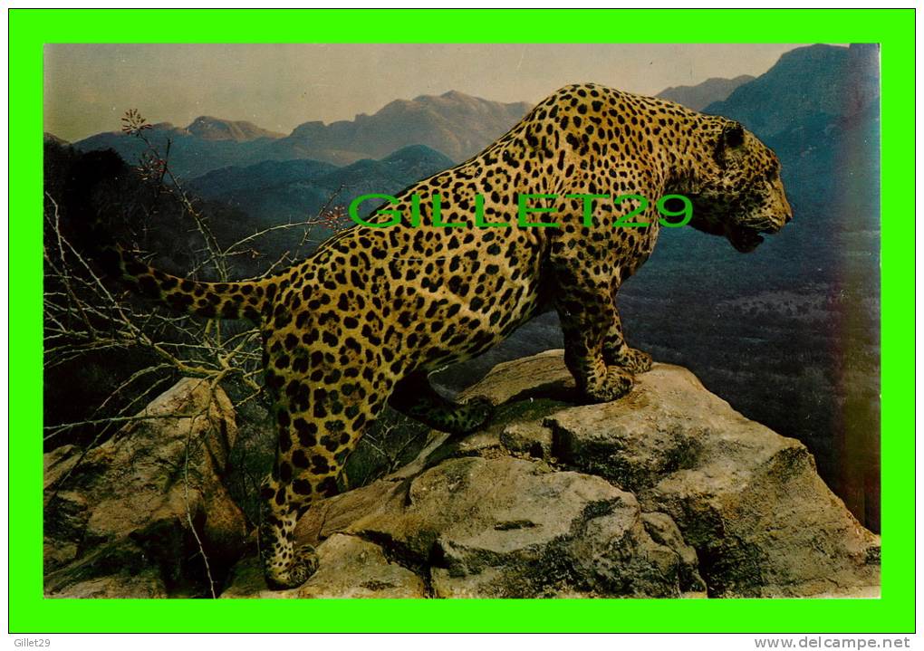 ANIMAL - JAGUAR (FELIS ONCA TRUE) - DIMENDION 15 X 23 Cm - DEXTER PRESS - - Tijgers