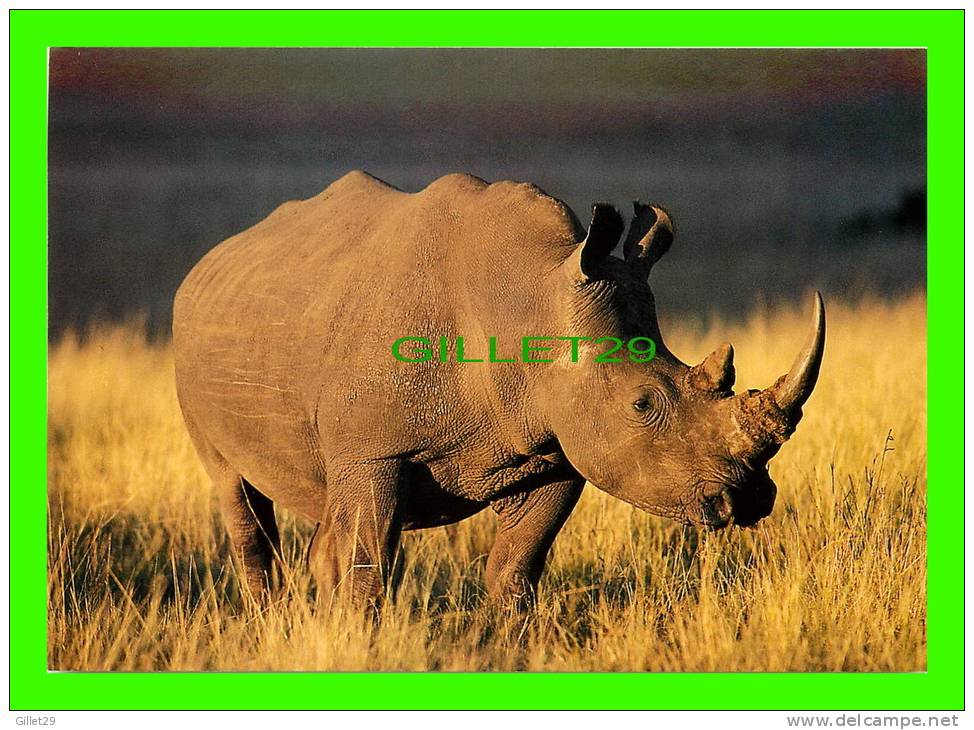 WHITE RHINOCEROS (CERATOTHERIUM SIMUM) - SOUTH AFRICA - WAYRON POSTCARD DIST - - Rhinocéros