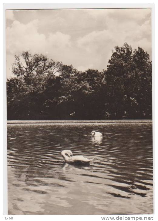 Putbus Rügen Im Stadtpark - Rügen