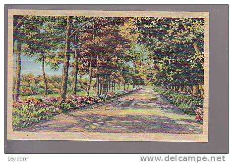 Road View - Pub. By Ashville Post Card Co., Ashville, N.C. - American Roadside