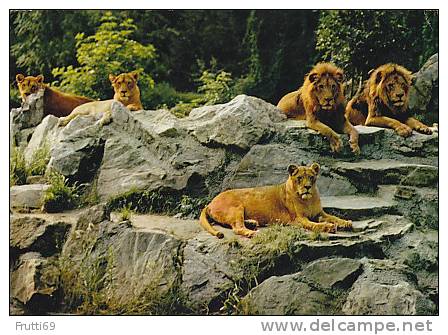 LION - AK 61707 Zoologischer Garten Frankfurt Am Main - Löwen-Freianlage - Lions