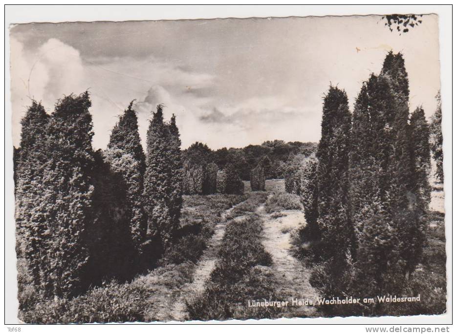 Lüneburger Heide Wachholder Am Waldersrand - Lüneburger Heide