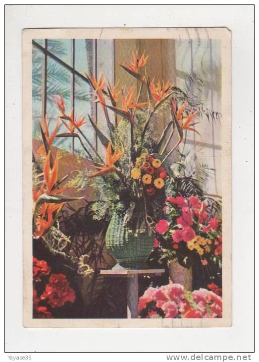 San Remo Mostra Nazionale Exposition Florale Canas Et Autre Fleurs Carte écrite En 1955 - Exhibitions