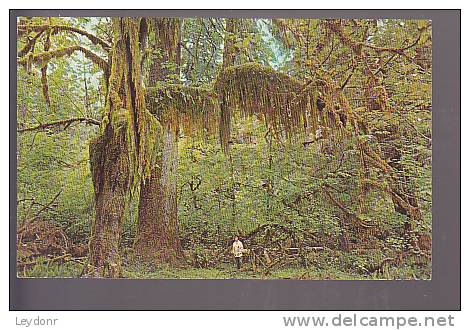 Moss-Draped Maples Are Typical Of The ... Olympic National Park - Parques Nacionales USA