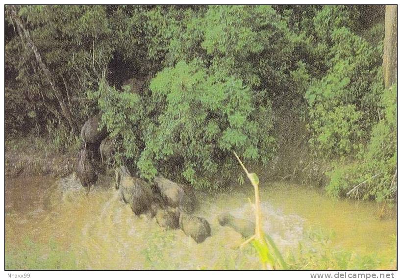 Elephant - Wild Asian Elephants (Elephas Maximus) At Xishuangbanna Of Yunan Province, China - Éléphants