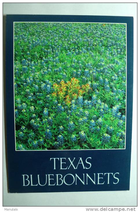 Texas Bluebonnets - Fleurs - Other & Unclassified