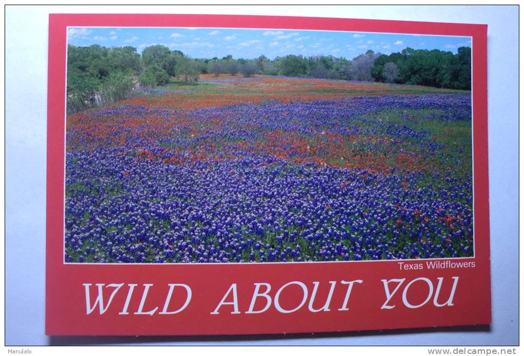 Texas - Wildflowers - Bluebonnets And Indian Paintbrush - Other & Unclassified