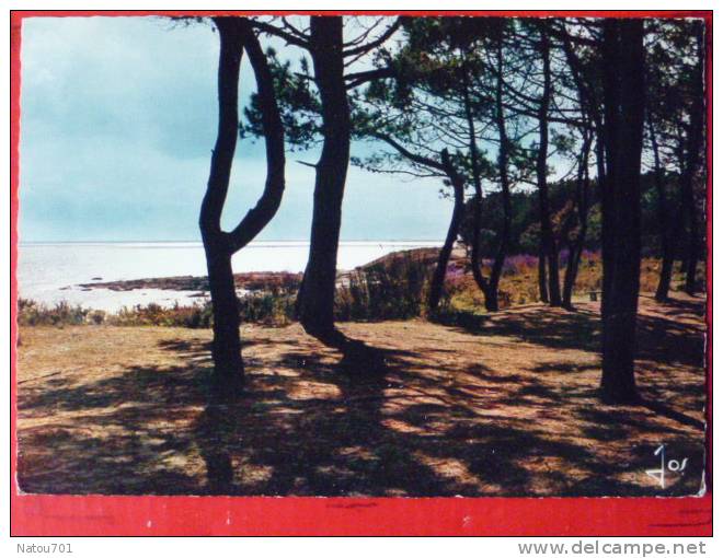 V7-29-finistere-beg-meil- Les Pins Sur Les Dunes-devant La Grande Plage- - Beg Meil