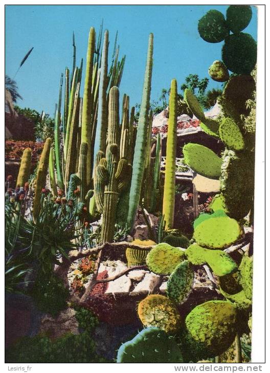 CP - PHOTO - PRINCIPAUTE DE MONACO - LE JARDIN EXOTIQUE - RAQUETTES - CANDELABRES ET ALOES - 1-119 - Exotic Garden