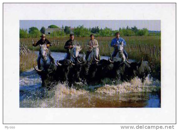 13 Gardians Et Taureaux De Camargue, Art Et Nature N°101, Photo P Aubanel - Autres & Non Classés