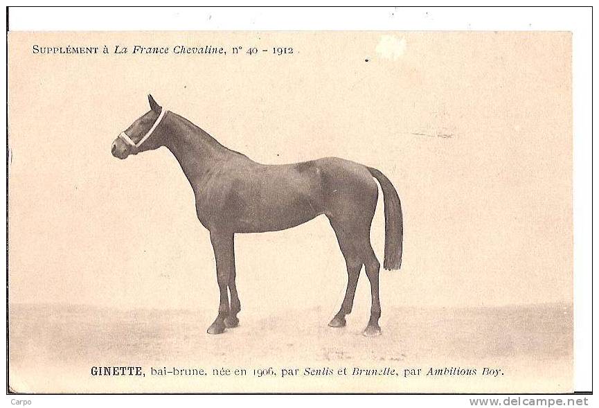 CHEVAL - Supplément à La France Chevaline, N°40 - 1912. GINETTE, Bai-brune...(Champ De Courses) - Hippisme