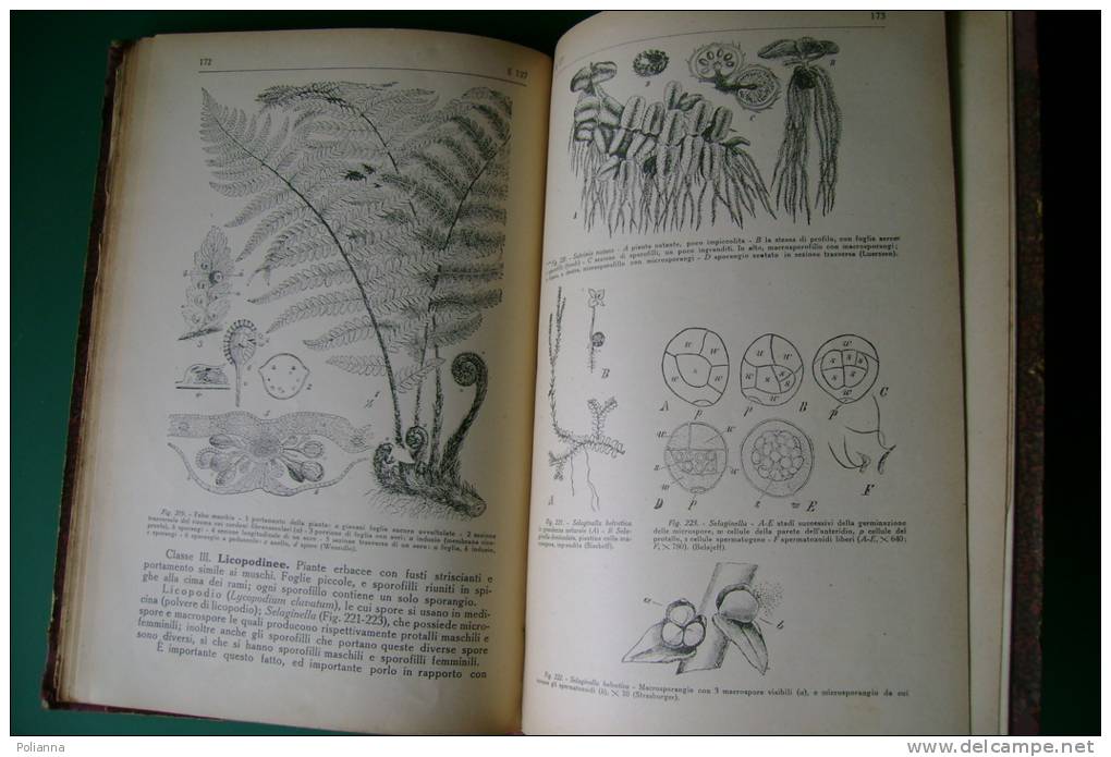 PEG/21 Paolo Enriques BOTANICA Ed.Zanichelli 1916/PIANTE/GIARDINAGGIO/AGRICOLTURA - Gardening