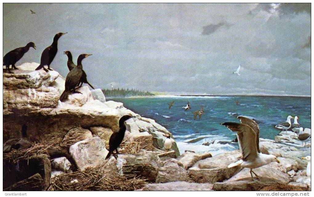 Maine Shore Birds, Cormorants, Gulls, Atlantic Puffin, Black Guillemot Unused - Birds