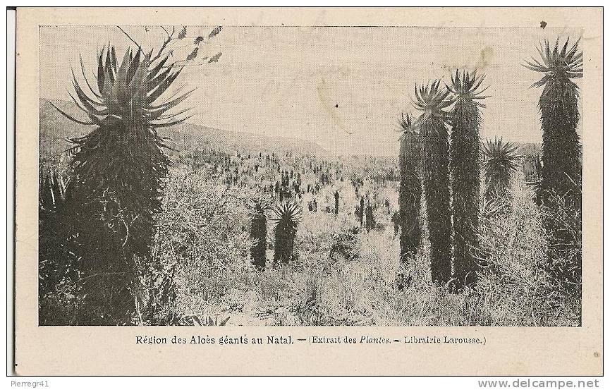 CPA-1930-AFRIQUE-NATAL REGION DES ALOES GEANTS-CARTE PUBLICITAIRE LAROUSSE-tbe - Non Classés