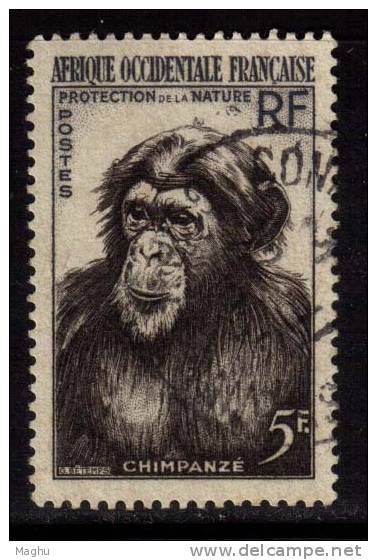 A.O.F., 5f Chimpanzee, Nature Protection, Animal - Chimpancés
