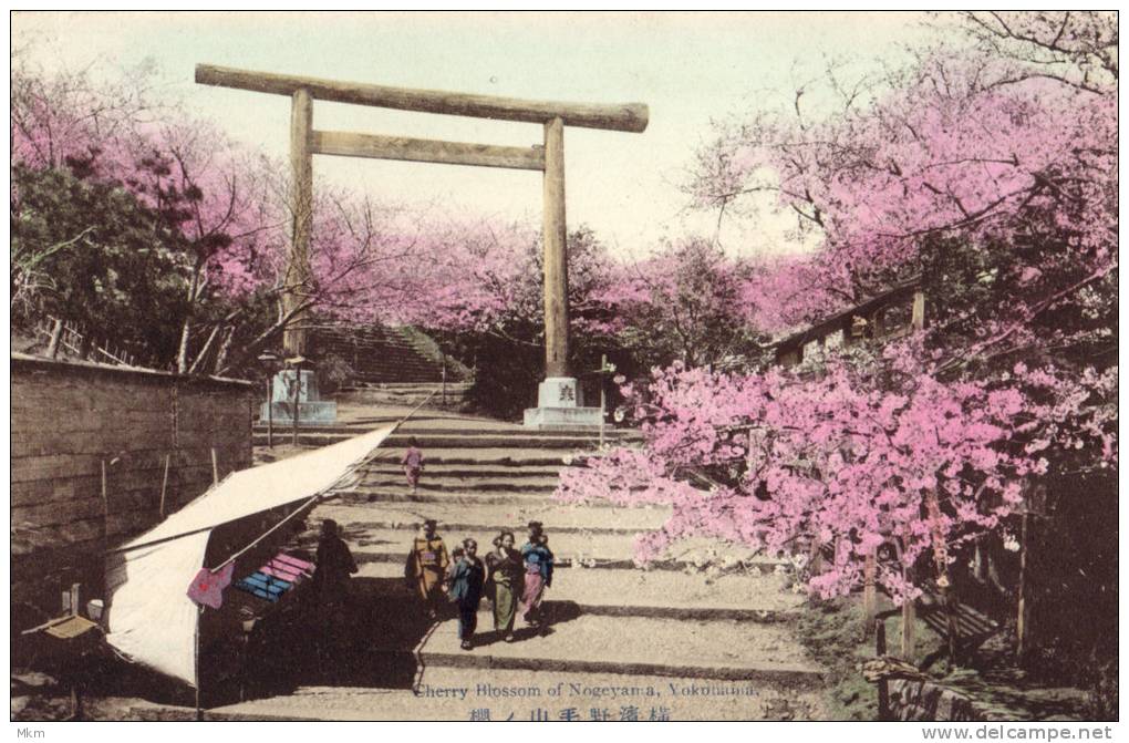Cherry Blossoms Of Nogeyama - Yokohama