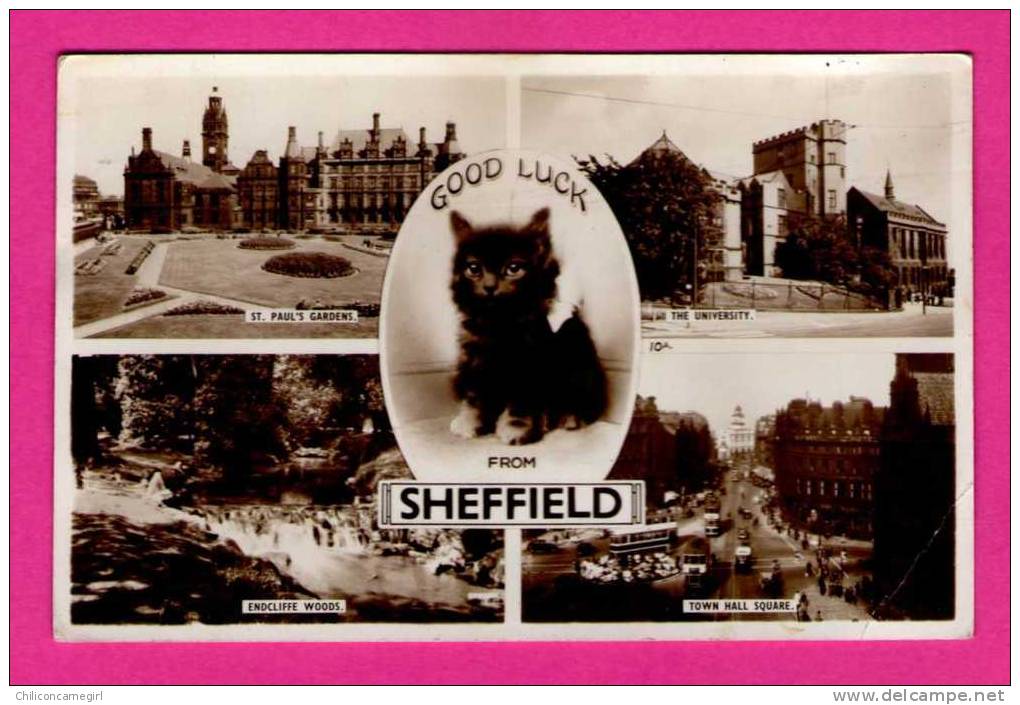 Good Luck From Sheffield - Multivues - Chaton - BAMFORTH & Co - 1956 ( N 2555 ) - Sheffield