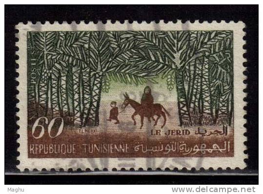 Tunisia Used 1959,  Man On Donkey, Animal, - Esel