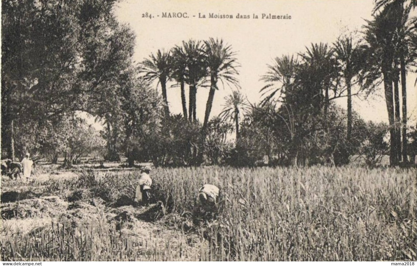 Maroc   La  Moisson Dans La Palmeraie - África