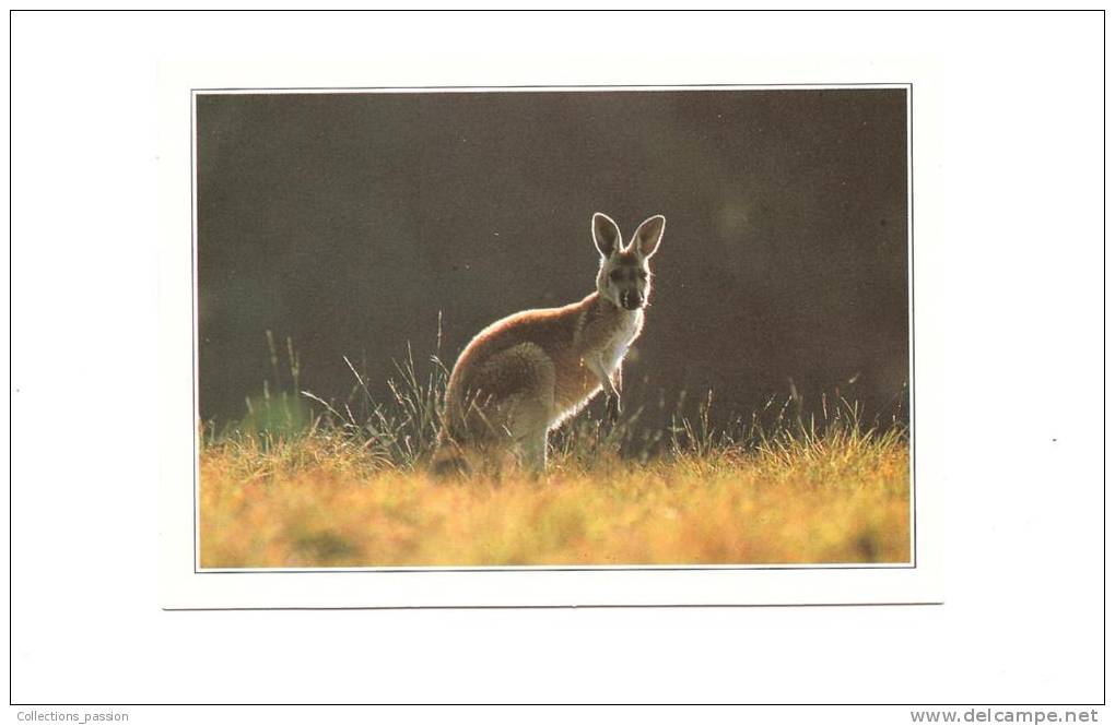 CP, Australie, Région D'Arnhem, Kangourou, Explications Au Verso, écrite - Andere & Zonder Classificatie