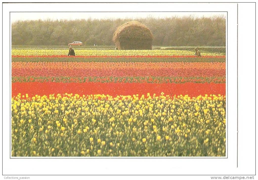 CP, Hollande, Lisse, Champs De Tulipes, Explications Au Verso, écrite - Lisse