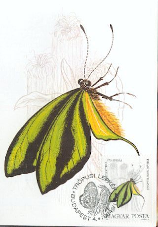 HONGRIE CARTE MAXIMUM NUM.YVERT 2917 PAPILLON INSECTE - Cartoline Maximum