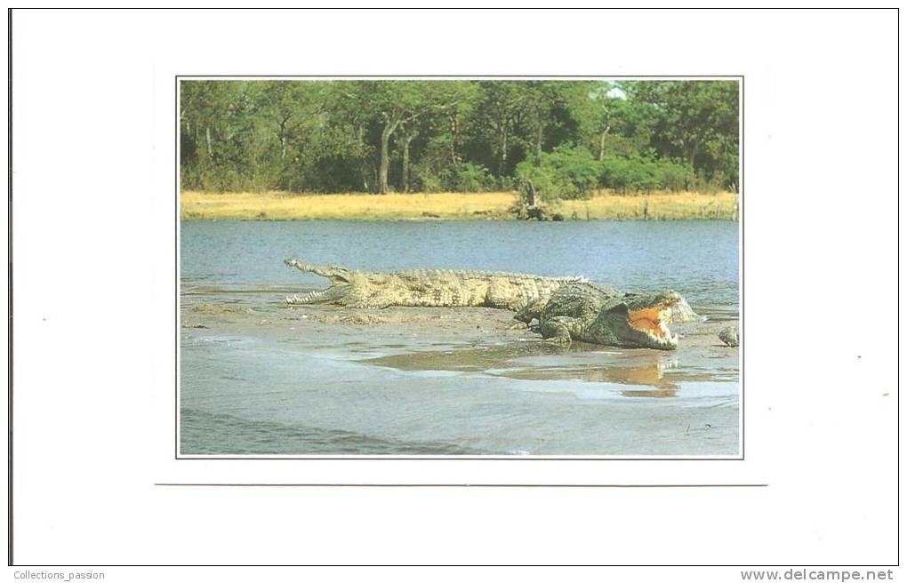 CP, Ouganda, Crocodiles Sur Les Berges Du Nil, Explications Au Verso, écrite - Ouganda